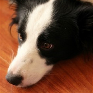 xvdiows软件免费下载
